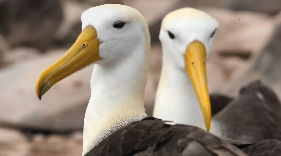 Divane kuşu hikayesi 2 albatros kuşu görseli 