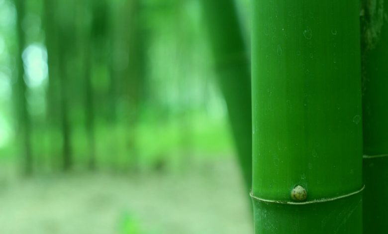 bambu-agaci-hikayesi