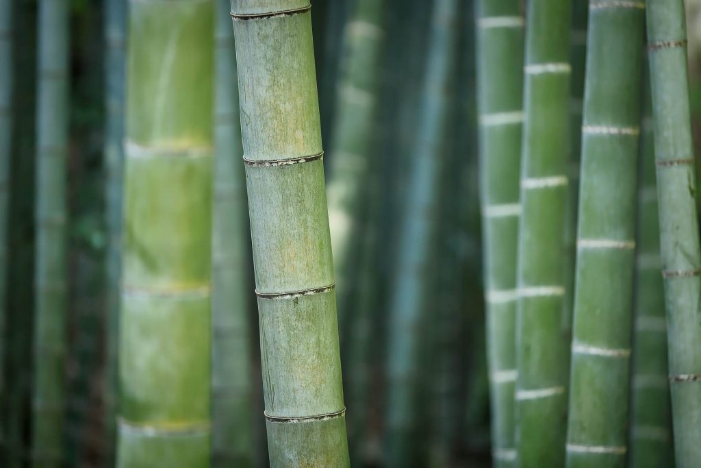 bambu ağacı hikayesi