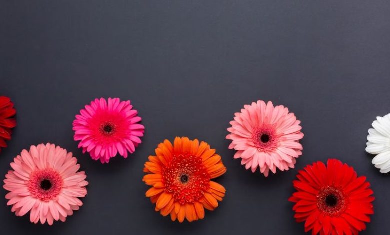 gerbera çiçeğinin anlamını aktaran renkli çiçekler