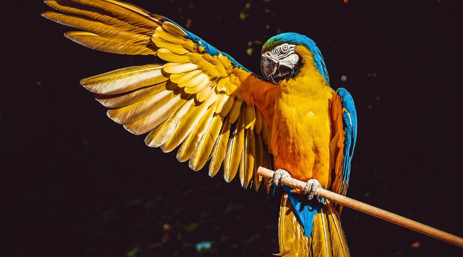 sarı rengin anlamı üzerine papağanın sarı kanat fotoğrafı
