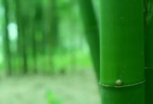 bambu-agaci-hikayesi