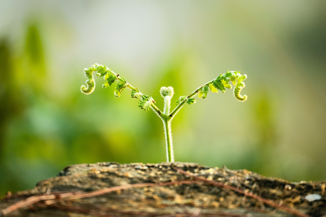 Hayat Bir Olimpiyat: İçindeki Potansiyeli Keşfet