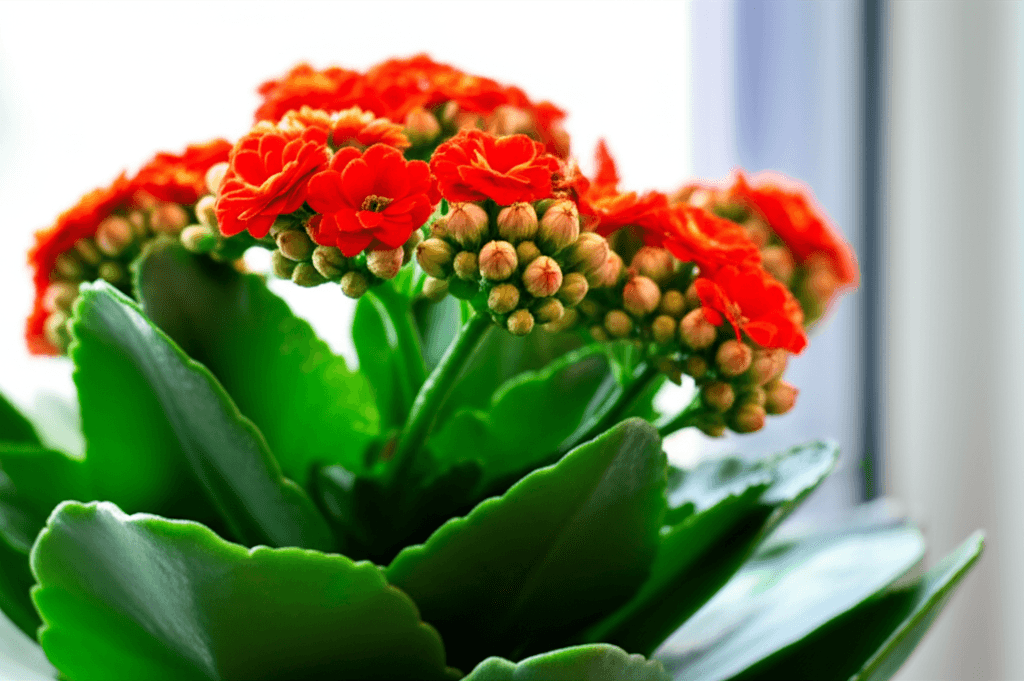 Evdeki Bitkilerle Yaşam Alanınızı Güzelleştirin: Kalanşo Bakımı İpuçları