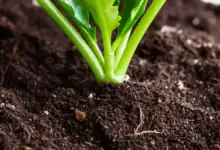 a detailed shot of a kalanchoe stem cutting being planted in fresh soil create in horizontal format do not write text on image