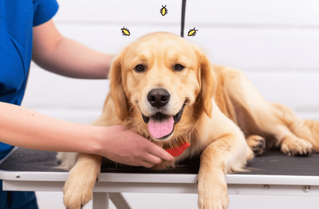 Evdeki Pire Sorununa Kesin Çözümler: Kapsamlı Rehberiniz