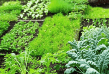 a green garden with natural plants known to repel pests create in horizontal format do not write text on image