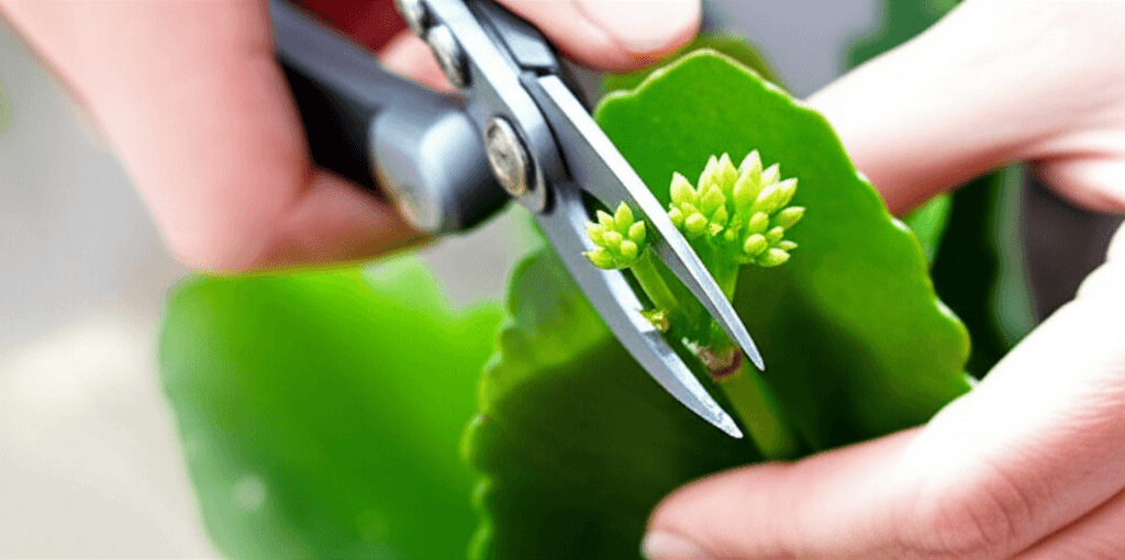 Kalanşo Bakımı: Evinize Neşe Katan Bitkinin Sırları