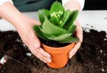 hands carefully repotting a kalanchoe plant into fresh soil create in horizontal format do not write text on image
