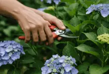 hands carefully pruning a hydrangea bush for healthy growth create in horizontal format do not write text on image